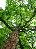 French Oak is a slow growth hard timber