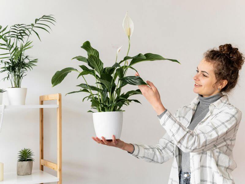 indoor vertical garden